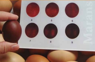Huevos raza Marans, color chocolate